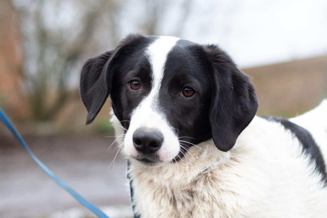 Chiens à adopter